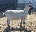 Sheep Trax Marigold 430M